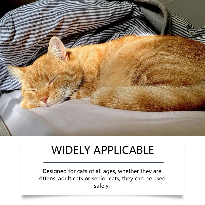 Peaceful sleeping cat